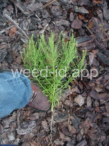 pepperweed, Virginia